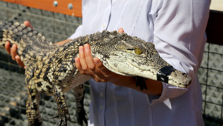 A closeup photo of a crocodileの写真素材
