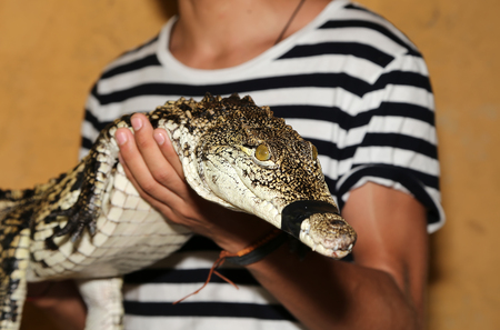 A closeup photo of a crocodileの写真素材