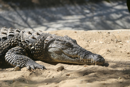 A closeup photo of a crocodile, Malaga in Andalusia, Spainの写真素材