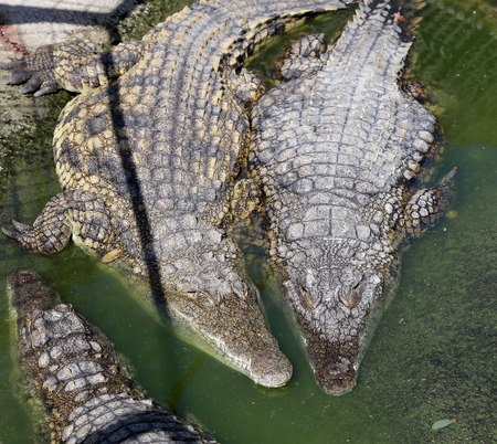 A closeup photo of a crocodileの写真素材