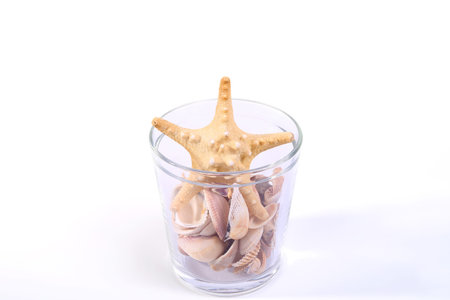 Seashell collection, isolated on the white backgroundの写真素材