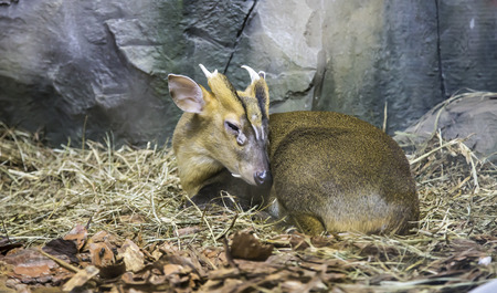Royal antelope (Neotragus pygmaeus)-- West African antelope, recognised as the world's smallest antelopeの写真素材