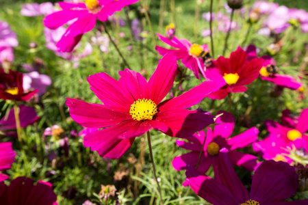 Close up flowers on a sunny summer day, Natural background