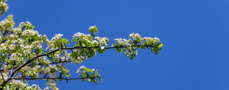 Blooming tree (apple, plum, cherry, pear) in spring time (spring background with white flowers)....
