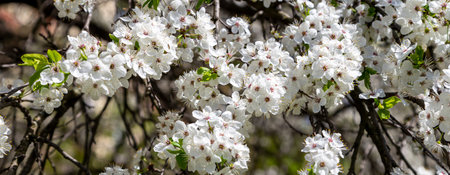 Blooming tree (apple, plum, cherry, pear) in spring time (spring background with white flowers)....