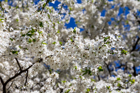 Blooming tree (apple, plum, cherry, pear) in spring time (spring background with white flowers)....