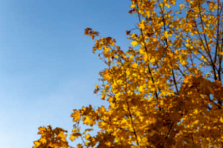 Background of blurred autumn maple leaves, in the light of the sun. Background of dry autumn leaves, autumn park with golden maple foliage, autumn natureの写真素材