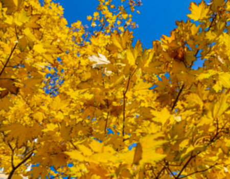 Background of blurred autumn maple leaves, in the light of the sun. Background of dry autumn leaves,...