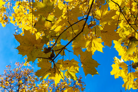 Maple branches with yellow leaves in autumn, in the light of sun. Dry autumnal leaves background,...