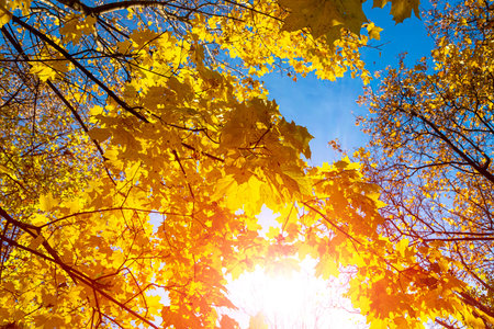 Maple branches with yellow leaves in autumn, in the light of sun. Dry autumnal leaves background,...