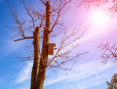 Wooden birdhouse for birds on a tree in the forest against the sky.