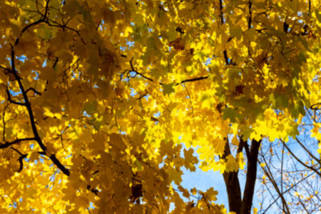 Background of blurred autumn maple leaves, in the light of the sun. Background of dry autumn leaves,...