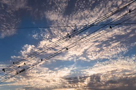 Black birds on electric wires, against the background of a romantic evening sky with clouds and rays of the sunの写真素材