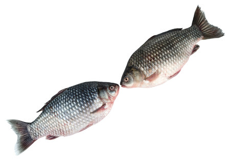 Two crucians lie diagonally. Isolated on white background. Freshwater fish.の写真素材