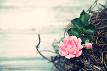 pink rose in the nest on white wood basisの写真素材
