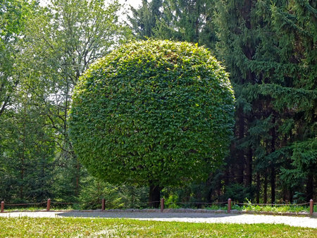 Round tree in the park. Geometrically trimmed plant in spherical forms. Beautiful tree in the...