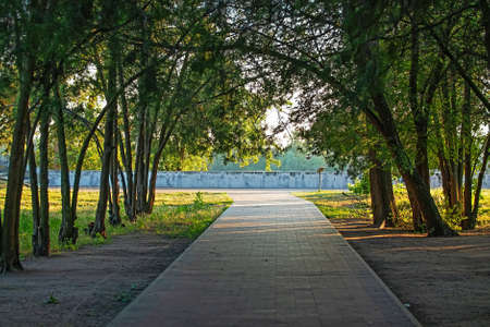 Dark alley in the park in summer without people. Trees hang over the sidewalk. City park on a sunny dayの写真素材