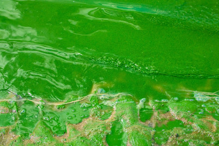 Algae bloom on the surface of the water. Summer pond with green algae. Problems of ecology and...