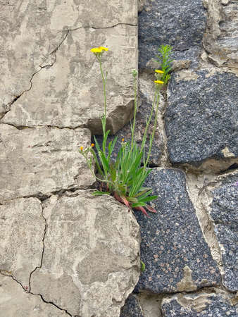 A flower grows from a stone. Life in difficult conditions. plant on stone wallの写真素材