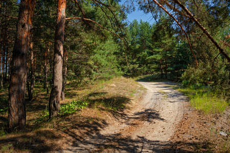 Road in a pine forest in summer on a sunny day. Dirt road surrounded by treesの写真素材