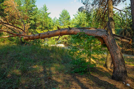 Fallen tree in coniferous forestの写真素材