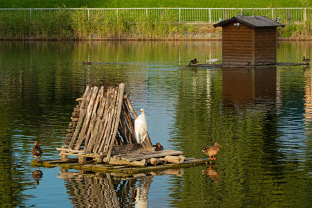 Birds on a pond in a city park on a sunny day. Park in Kremenchuk city, Ukraineの写真素材