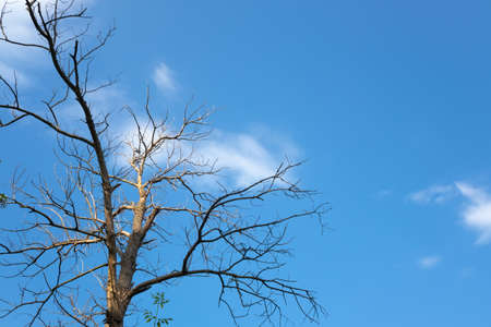 Dry tree against the blue sky. Free space for textの写真素材