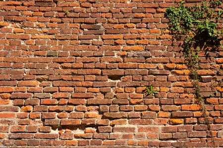 Old red brick wall, sunny dayの写真素材
