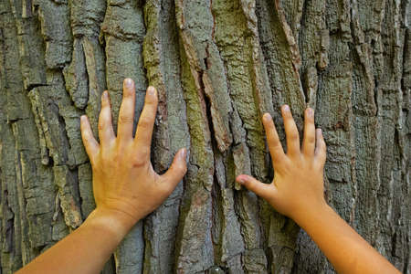 The hands of father and son touch the big tree. human natureの写真素材
