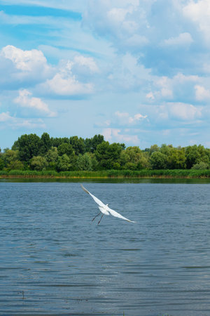 A large white heron bird flies over the water with its wings spread. The Dnieper River and the nature of Ukraine on a summer sunny dayの写真素材