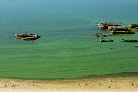 Water with blooming algae in the Dnieper river. Green water on the sandy shore on a sunny day. Large stones stick out of the waterの写真素材