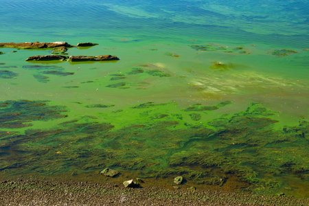 Rocky shore of a reservoir with algae and green blooming water. ecological problem
