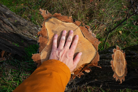 environmental protection. A man's hand touches the trunk of a sawn tree. young tree stump