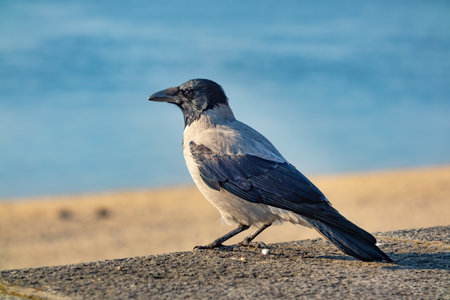 Hooded crow close-up on a sunny day. Corvus is a widely distributed genus of medium-sized to large birds in the family Corvidaeの写真素材