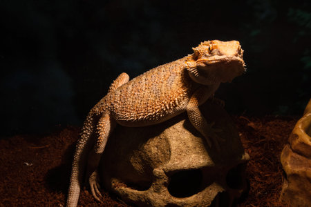 Agama reptile in a terrarium. Large lizard