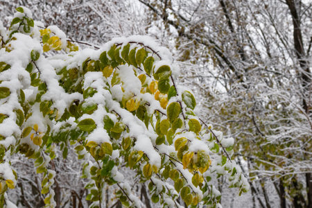 Green and yellow leaves on the branches of a tree in early winter. nature after snowfall. soft...
