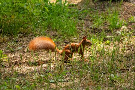 Red squirrel on green grass on a sunny day