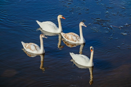 Swans float on the surface of the water close-up on a sunny winter dayの写真素材