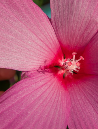 Large pink flower closeup with pistil and stamens, macro photoの写真素材