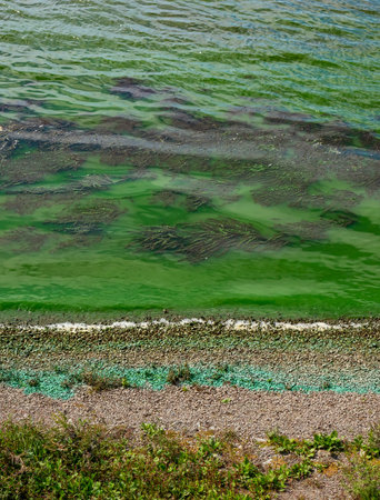 Algae bloom in the river. Water with green algae on the shore. ecological problemsの写真素材