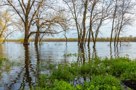 Large river overflowed its banks during the spring flood. Trees in the water, river floodplainの写真素材