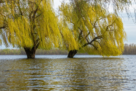 Large willow trees on the river bank during the spring flood. Trees stand in the waterの写真素材
