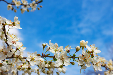 Spring tree - flowers of white color flowering on a branch close-up, free space for text against the...