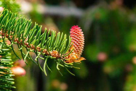 Pink young spruce cone close-up on a tree branch. spring nature