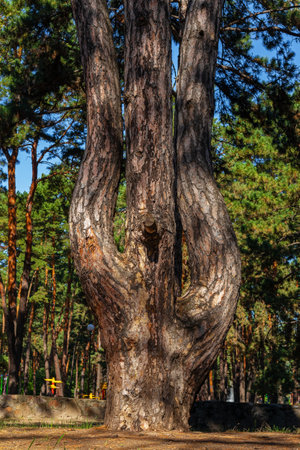 Branched pine tree in three parts. Trunks of an old tree in a pine forestの写真素材