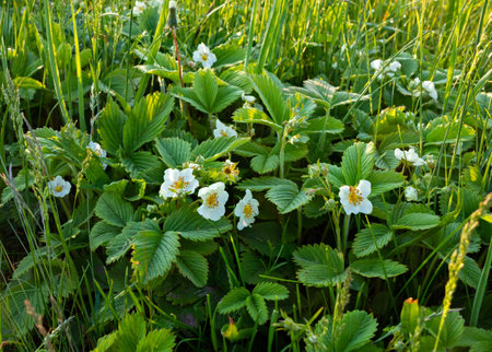 Wild strawberry flowers in the grass on a meadow close-up on a sunny dayの写真素材