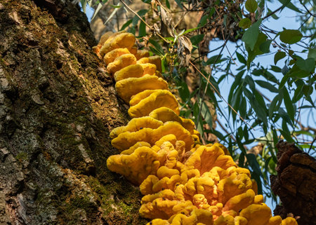 Yellow fungus on the bark of a large tree trunk close-up on a sunny day. wild mushrooms