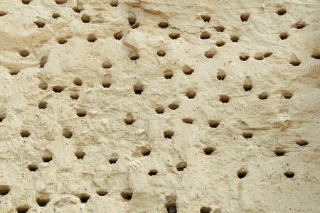 Steep cliff with bird nest holes of sand martins (Riparia riparia). bird nests in the groundの写真素材
