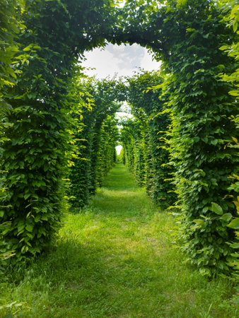 Green arches and alley with grass in the garden on a summer dayの写真素材