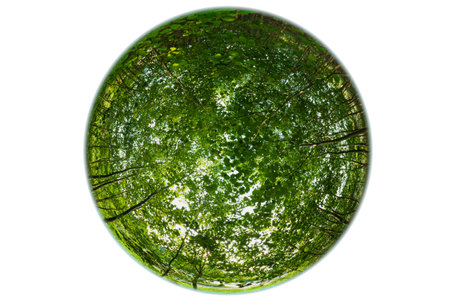Wide-angle circular fisheye panorama. Dense green foliage on the branches in the forest throughの写真素材